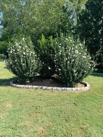 Close-up of flowering shrubs in a landscaped area.