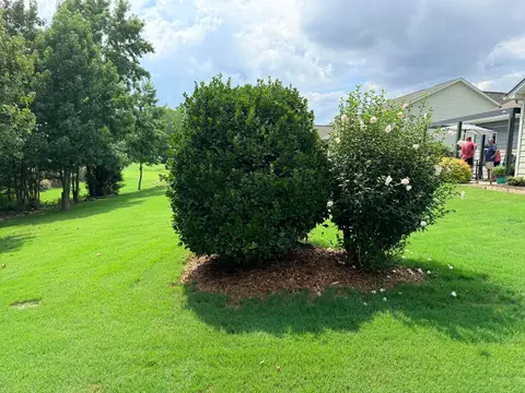 Flowering shrubs in a well-maintained garden bed.