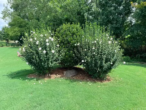 Lawn aeration and overseeding service promotion.