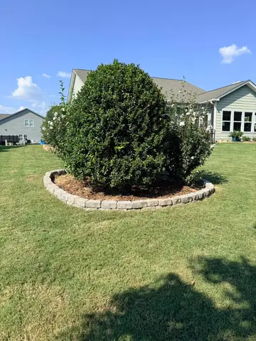 Shrubs surrounded by a stone border in a yard.
